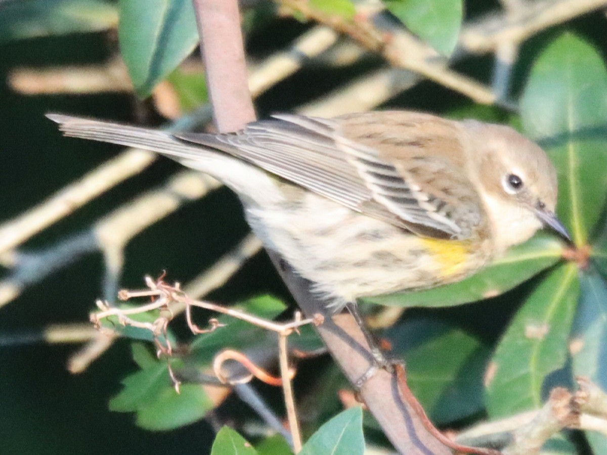 Yellow-rumped Warbler - ML646092792
