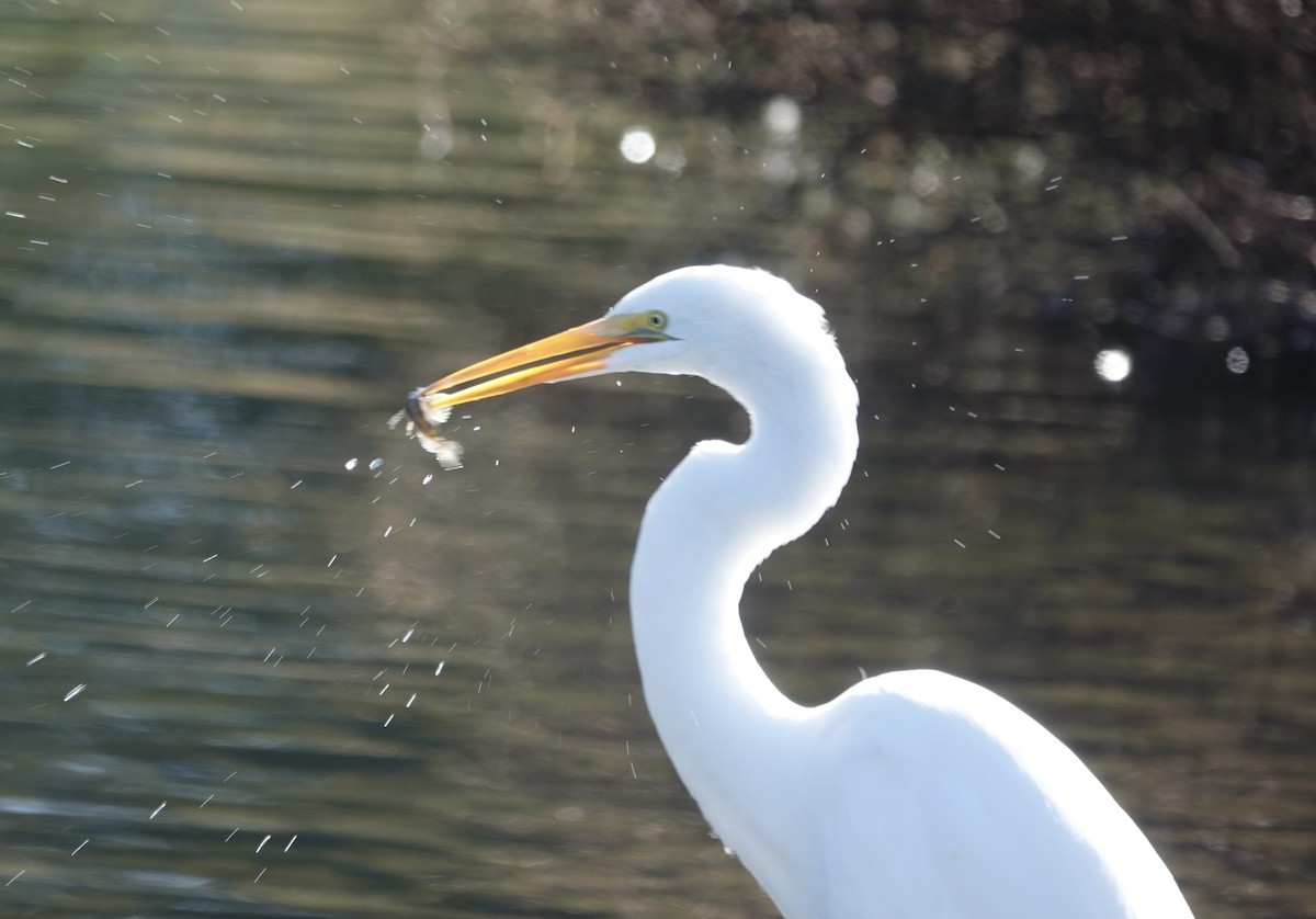 Great Egret - ML646092793