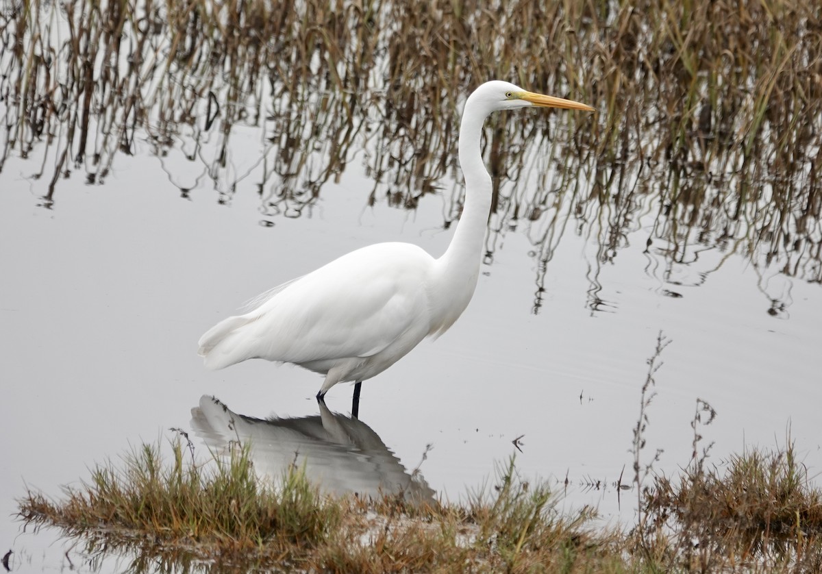 Great Egret - ML646092794
