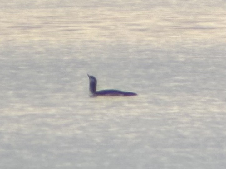 Улаан гүеэт гахууна - ML646092797