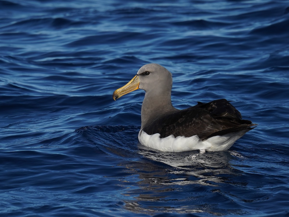 Chatham Albatross - ML646092801
