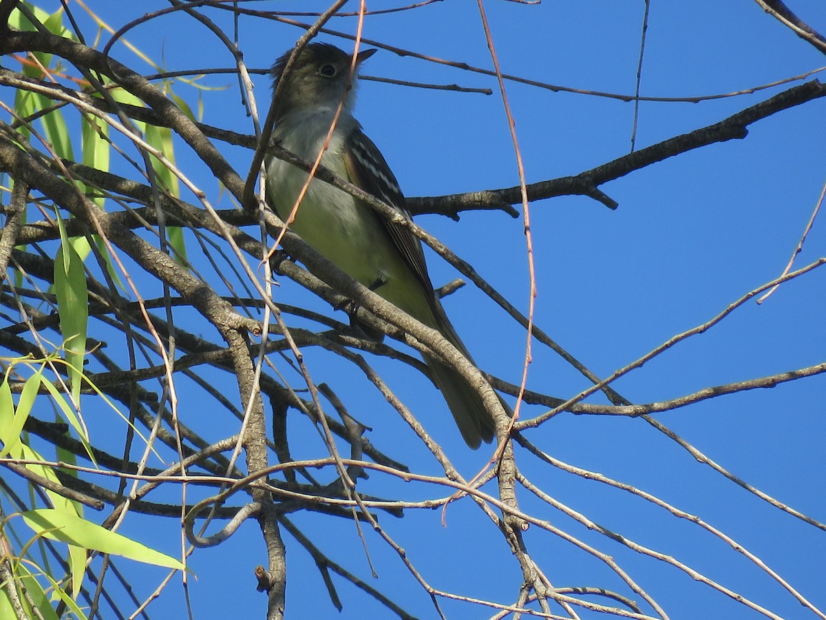Small-billed Elaenia - ML646092803