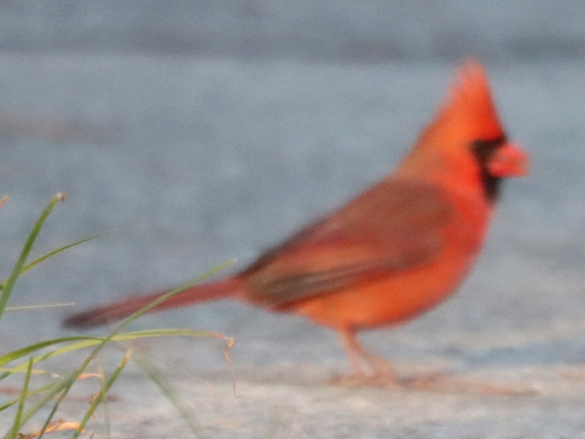 Cardinal rouge - ML646092804