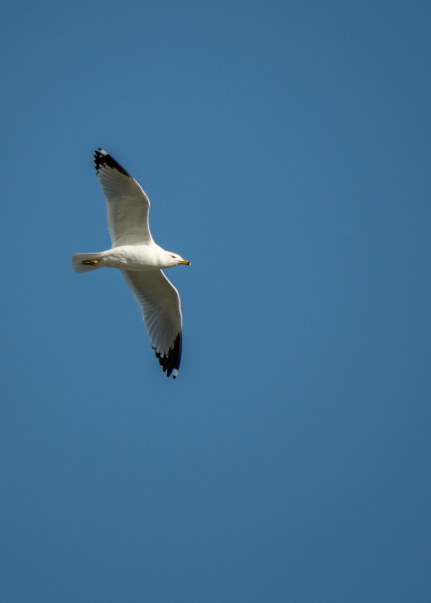 Ringschnabelmöwe - ML646092822