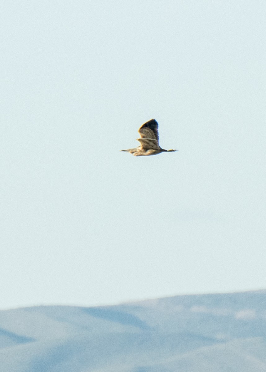 Koartza hauskara amerikarra - ML646092832