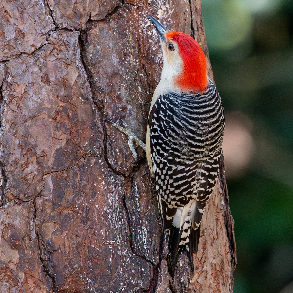 Каролинский дятел - ML646092833