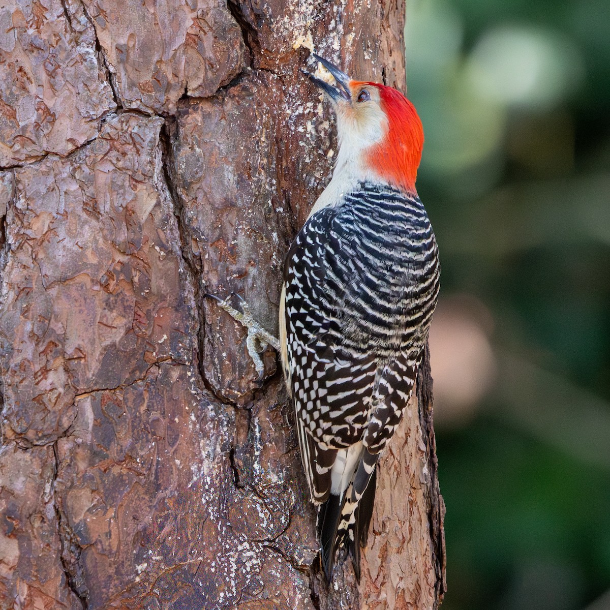 Каролинский дятел - ML646092834