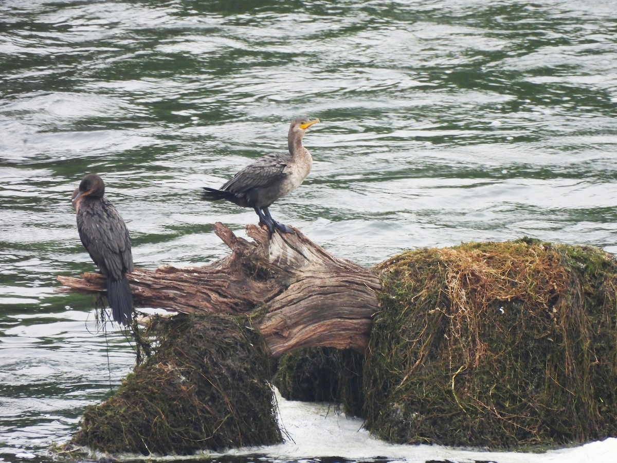 Double-crested Cormorant - ML646092839