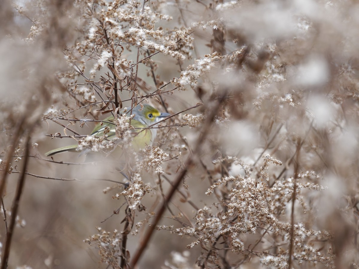 White-eyed Vireo - ML646092845