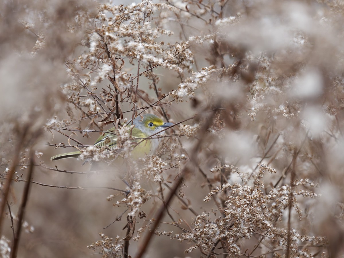 White-eyed Vireo - ML646092846
