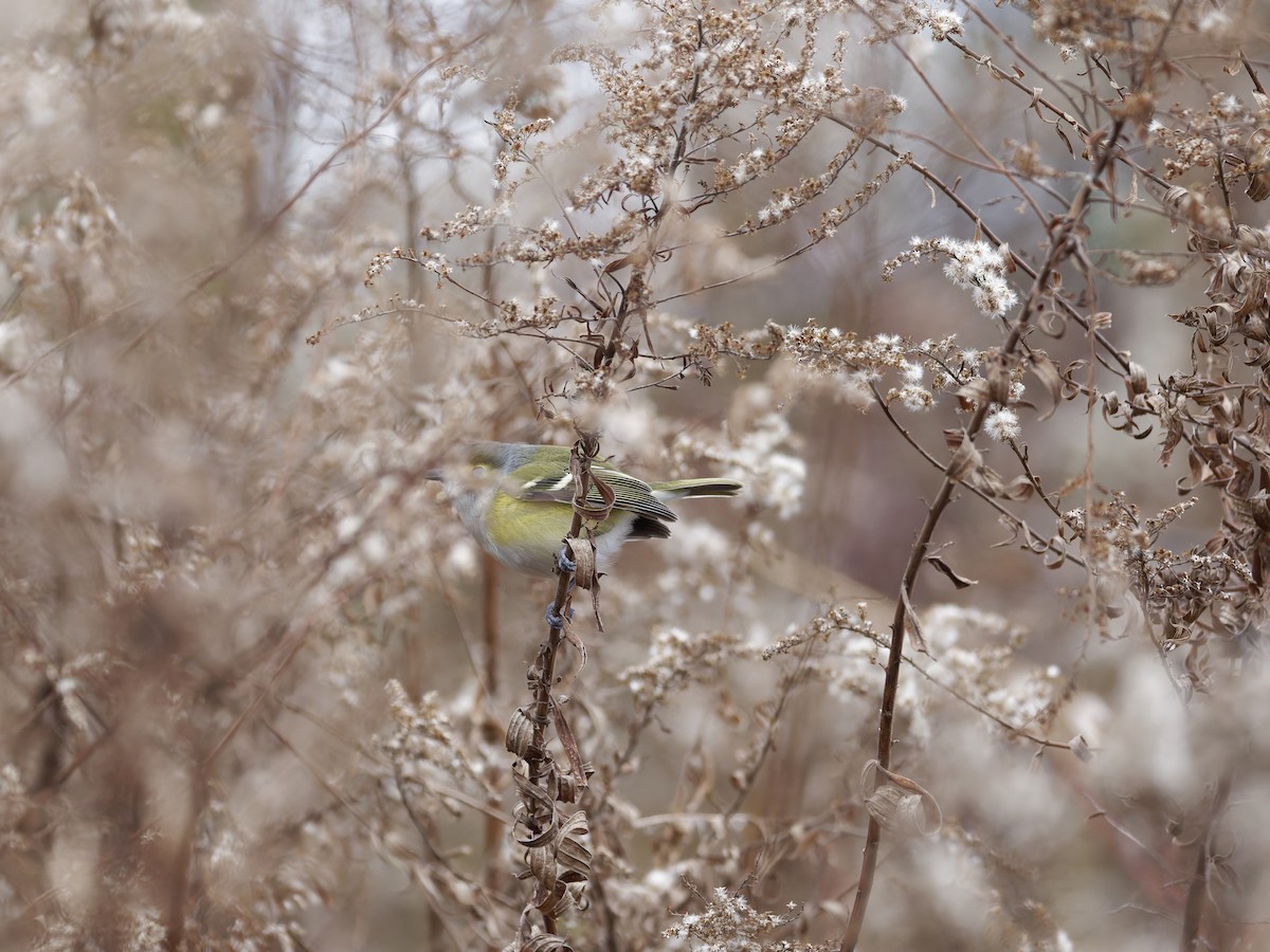 White-eyed Vireo - ML646092847