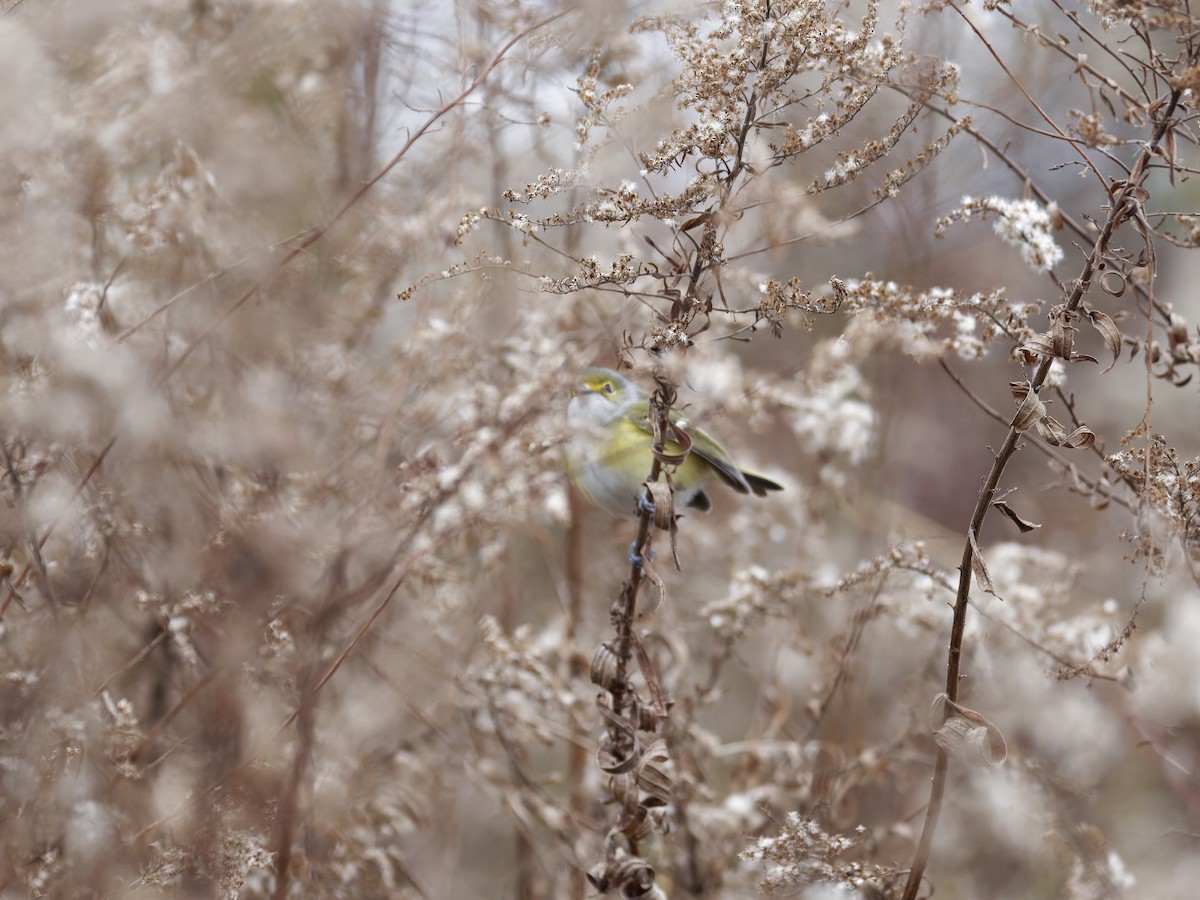 White-eyed Vireo - ML646092848