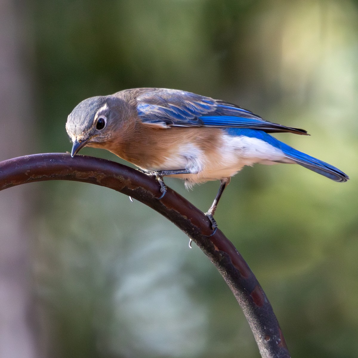 Eastern Bluebird - ML646092850