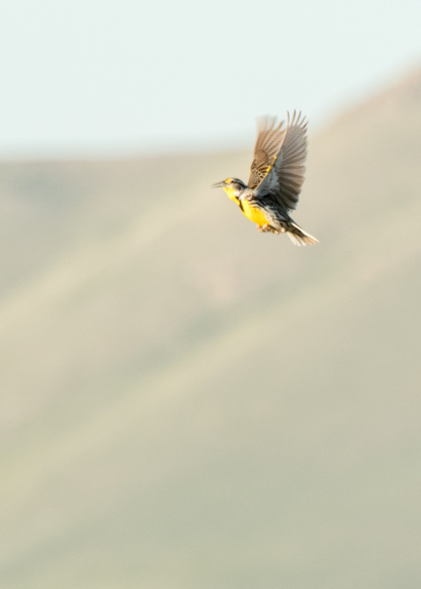 Wiesenstärling - ML646092854