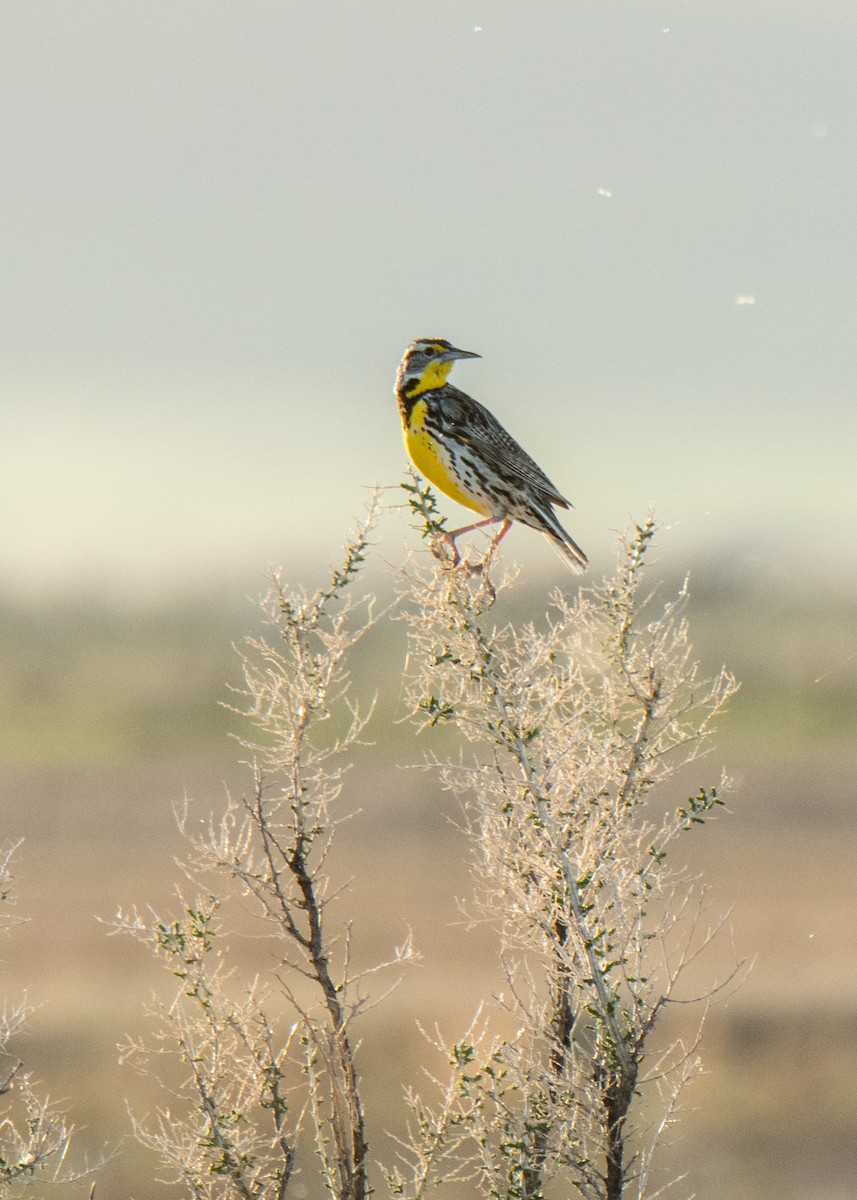 Wiesenstärling - ML646092855