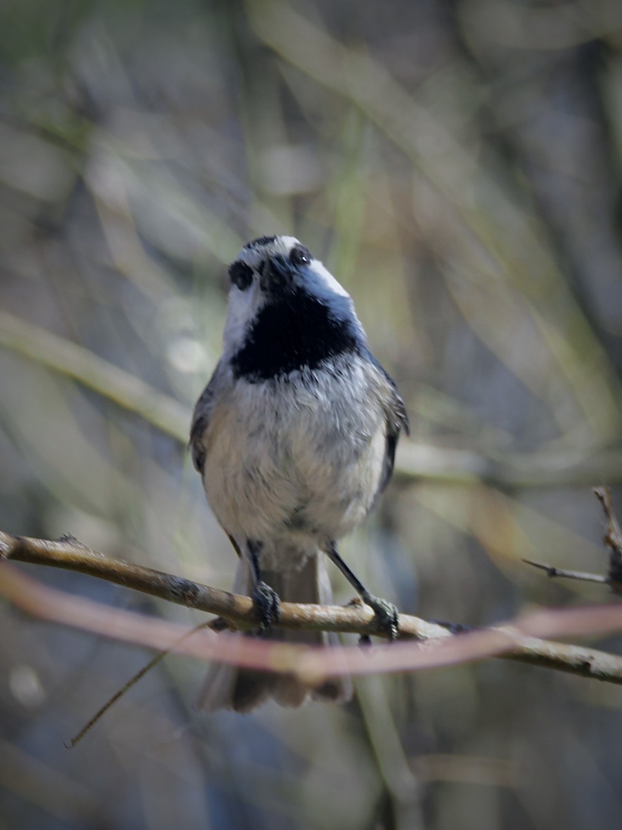 Gebirgsmeise - ML646092857