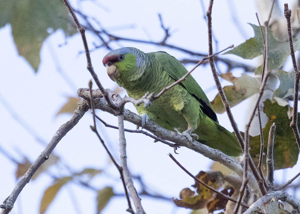 Lilac-crowned Amazon - ML646092859