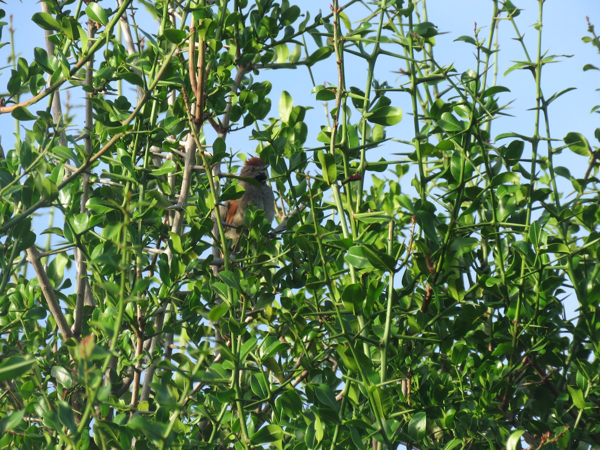 Spix's Spinetail - ML646092865