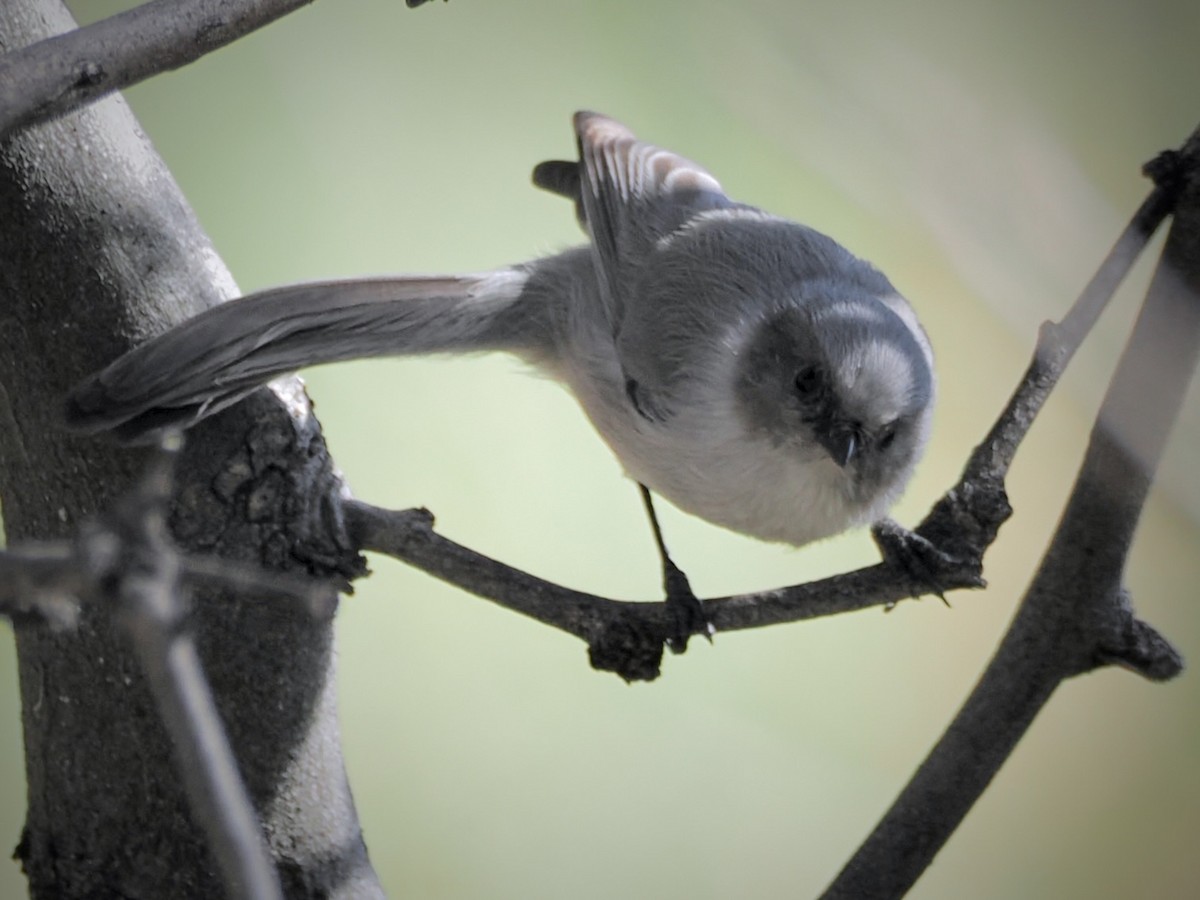 Buschschwanzmeise - ML646092867