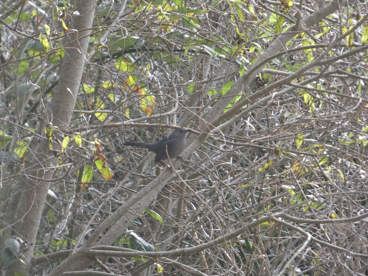 Gray Catbird - ML646092868