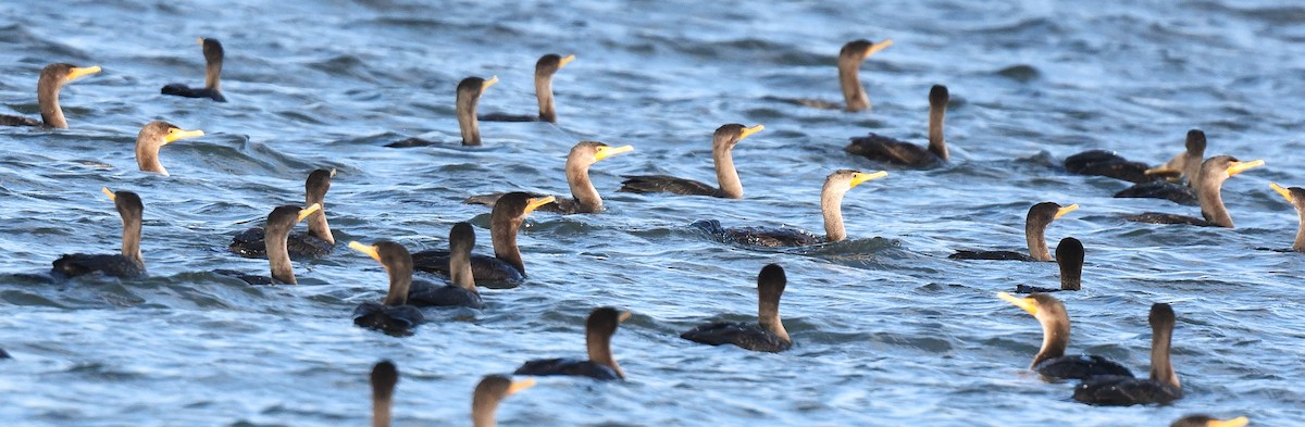 Double-crested Cormorant - ML646092869