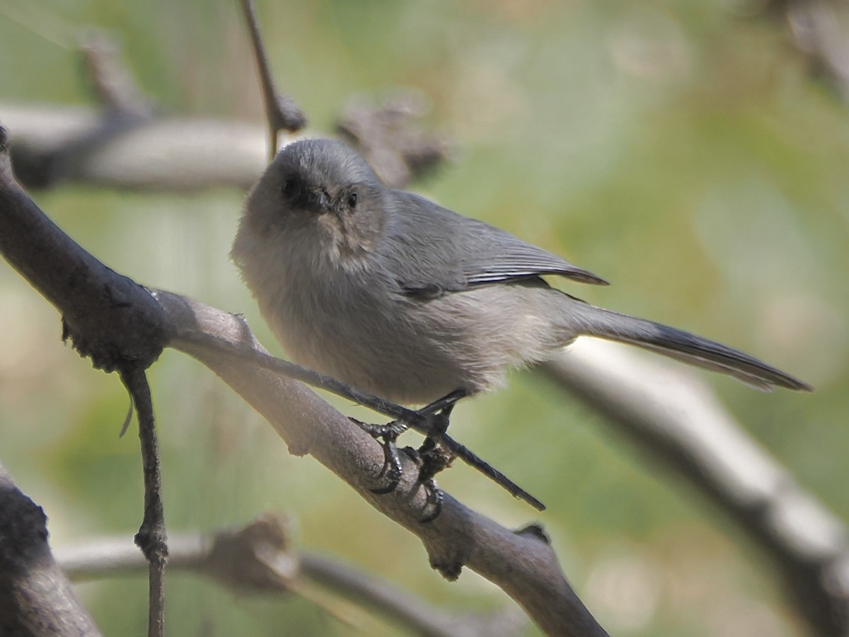 Buschschwanzmeise - ML646092871