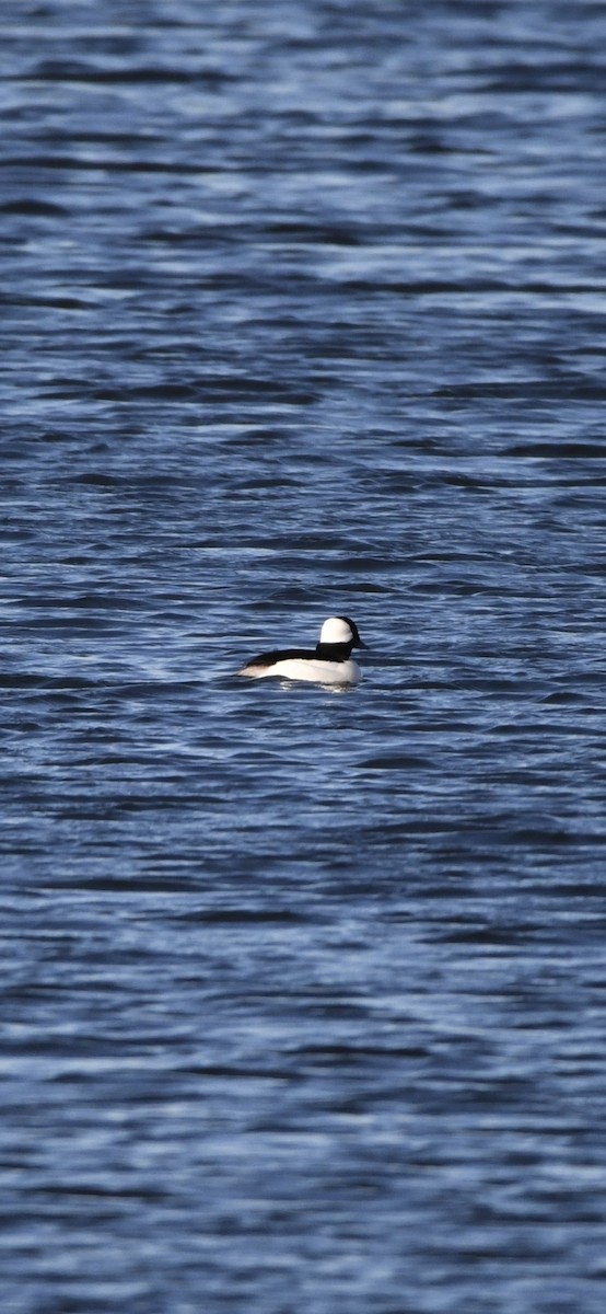 Bufflehead - ML646092892