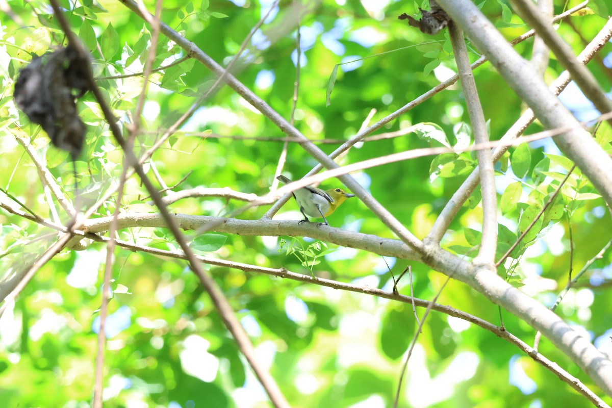 Yellow-throated Vireo - ML646092897