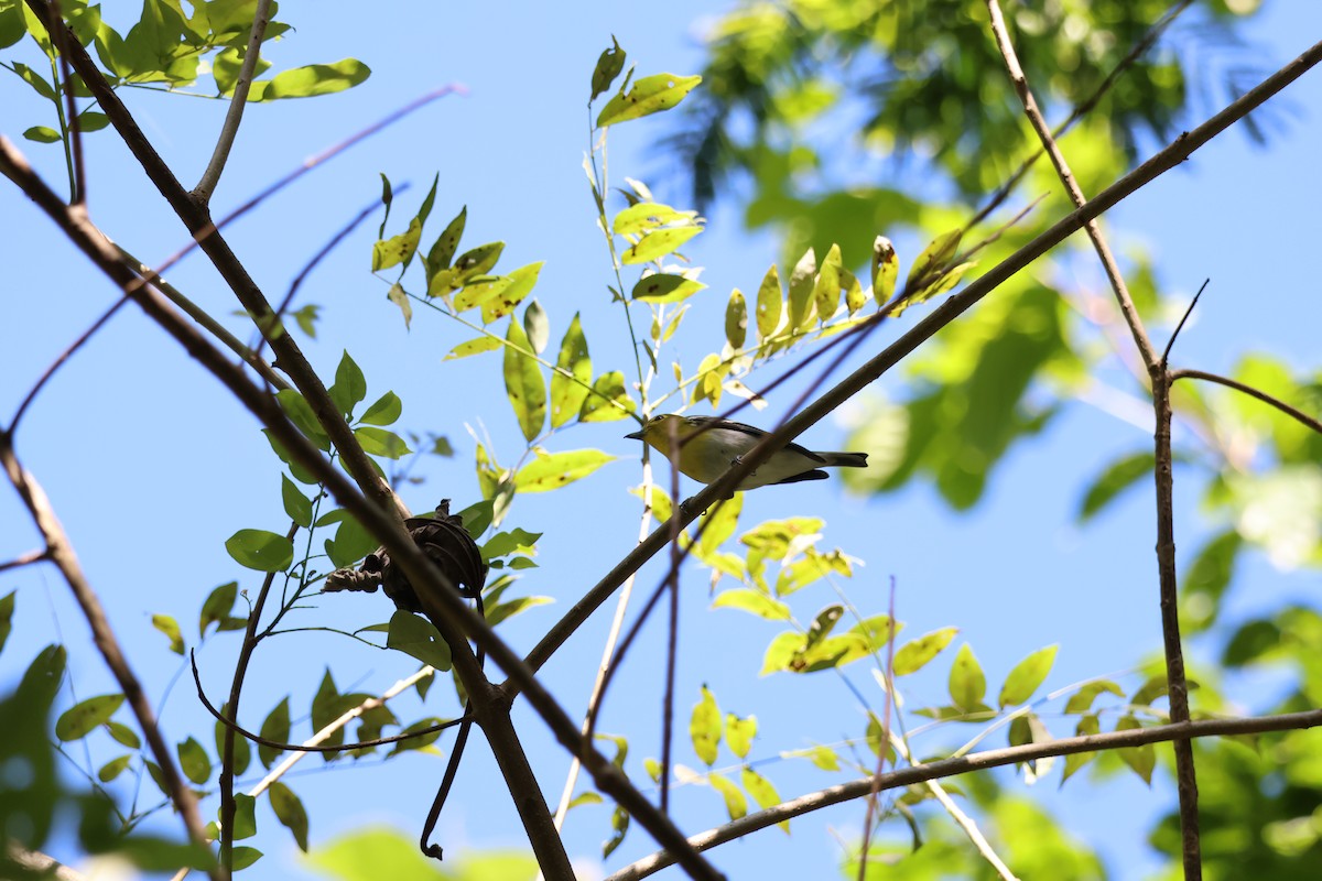 Yellow-throated Vireo - ML646092898