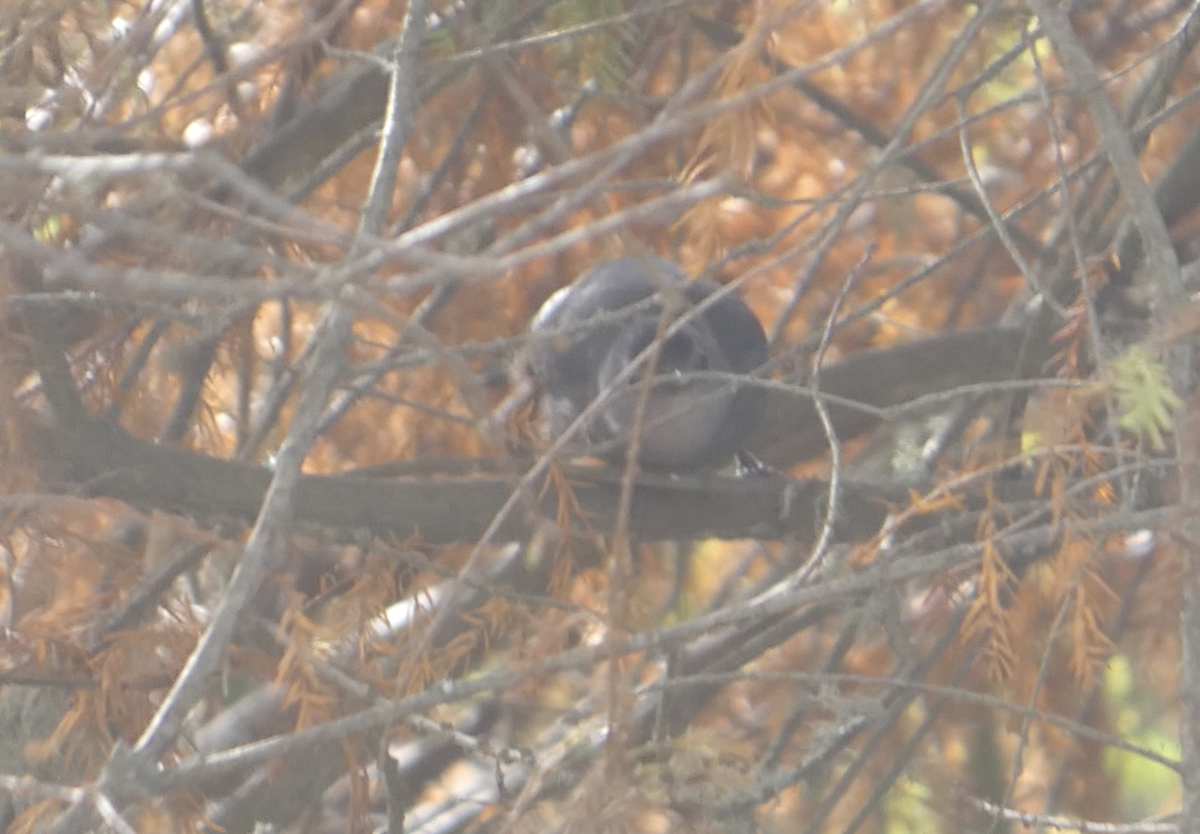 Gray Catbird - ML646092903