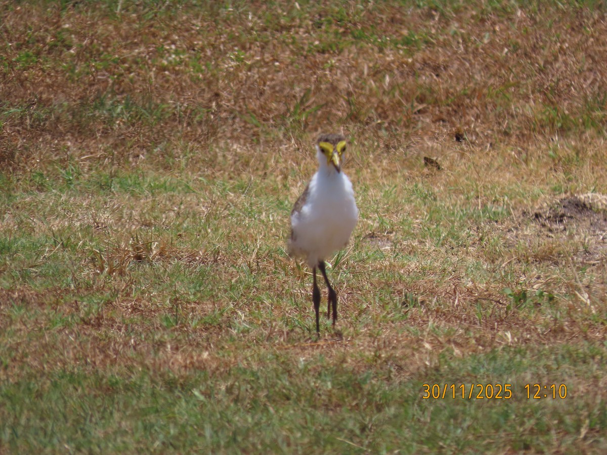 Masked Lapwing - ML646092904