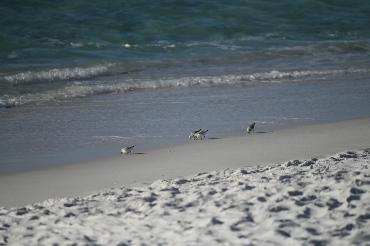 Sanderling - ML646092906