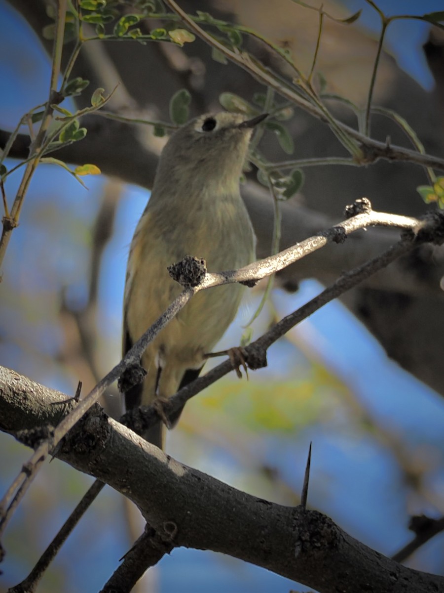 Ruby-crowned Kinglet - ML646092909