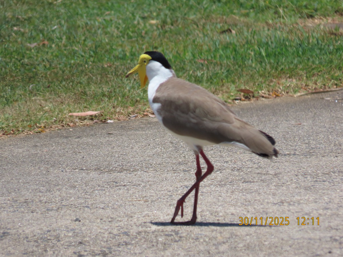 Masked Lapwing - ML646092914