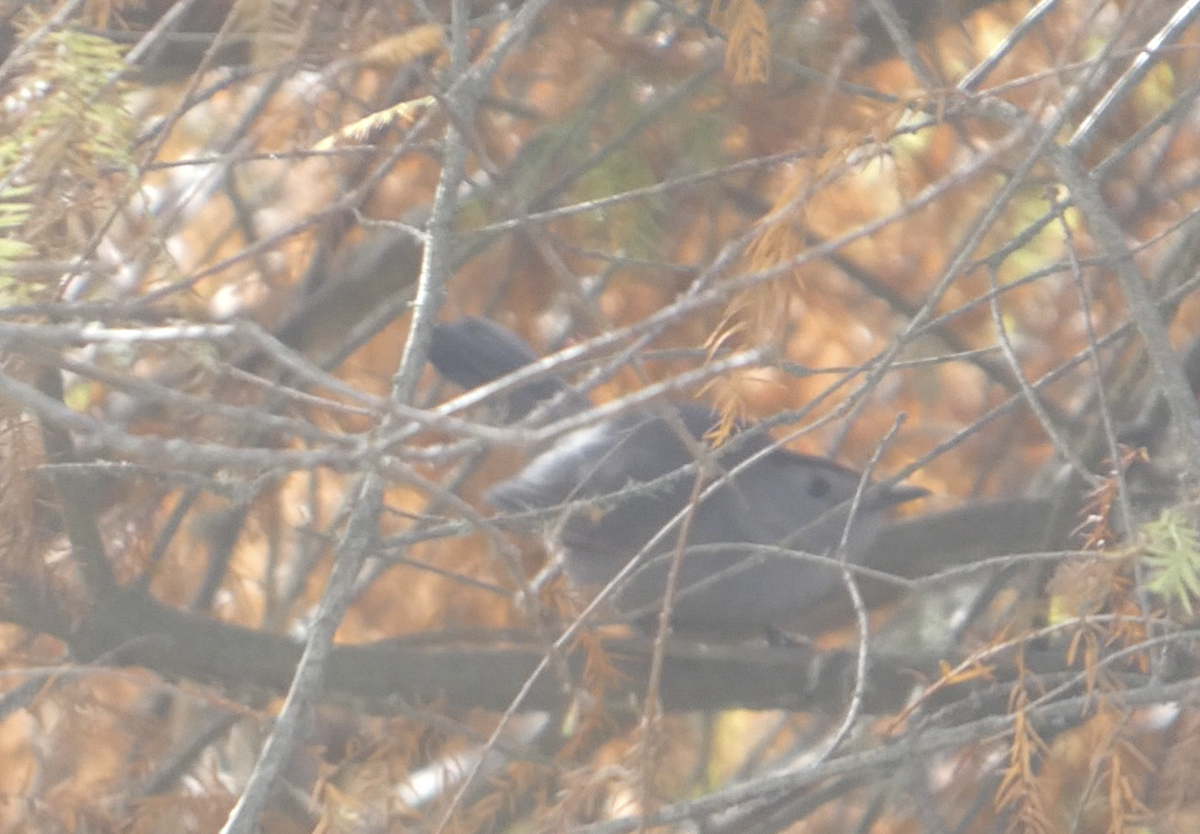 Gray Catbird - ML646092915