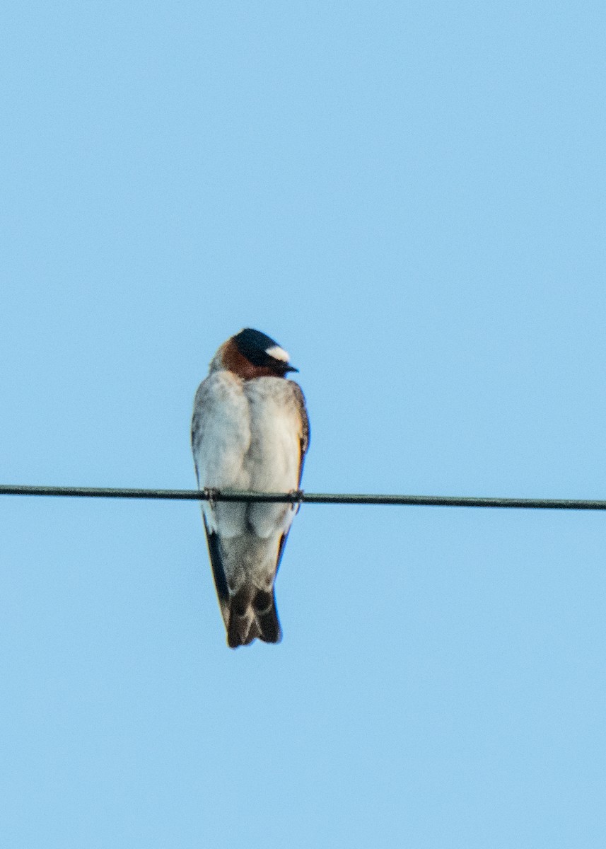 Golondrina Risquera - ML646092916