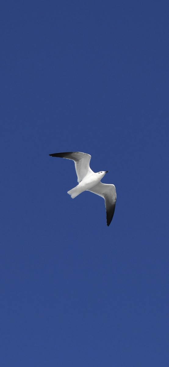 Laughing Gull - ML646092917