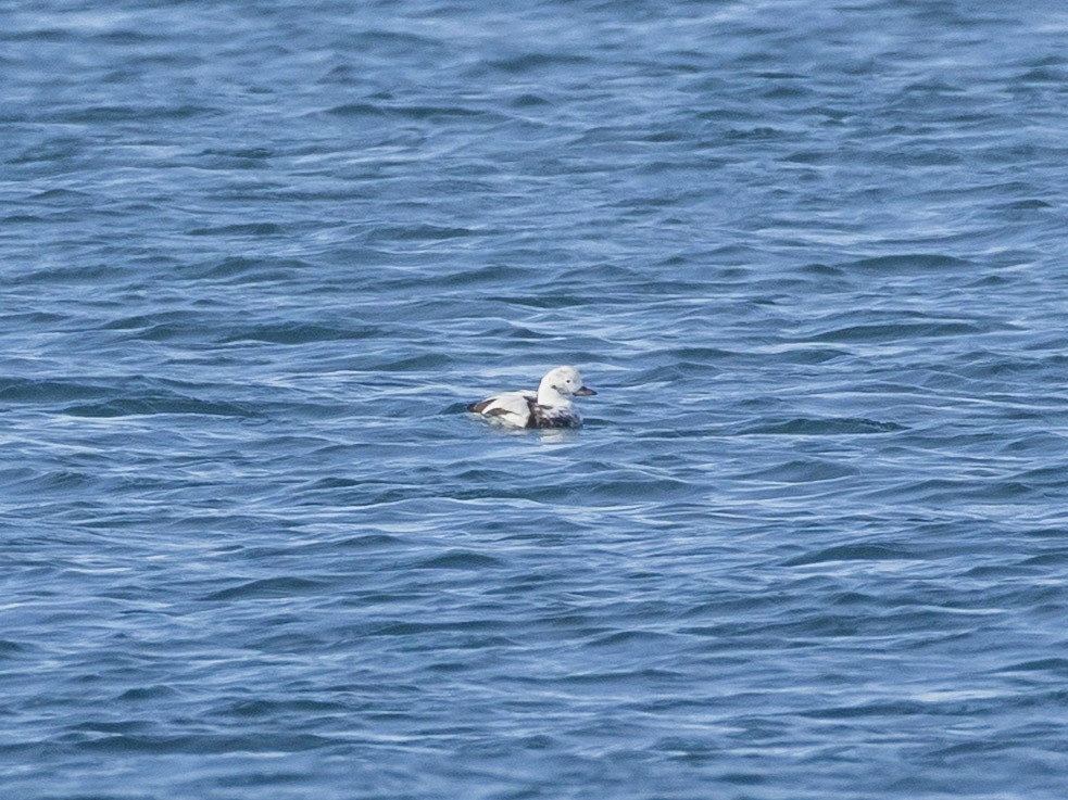 Long-tailed Duck - ML646092919