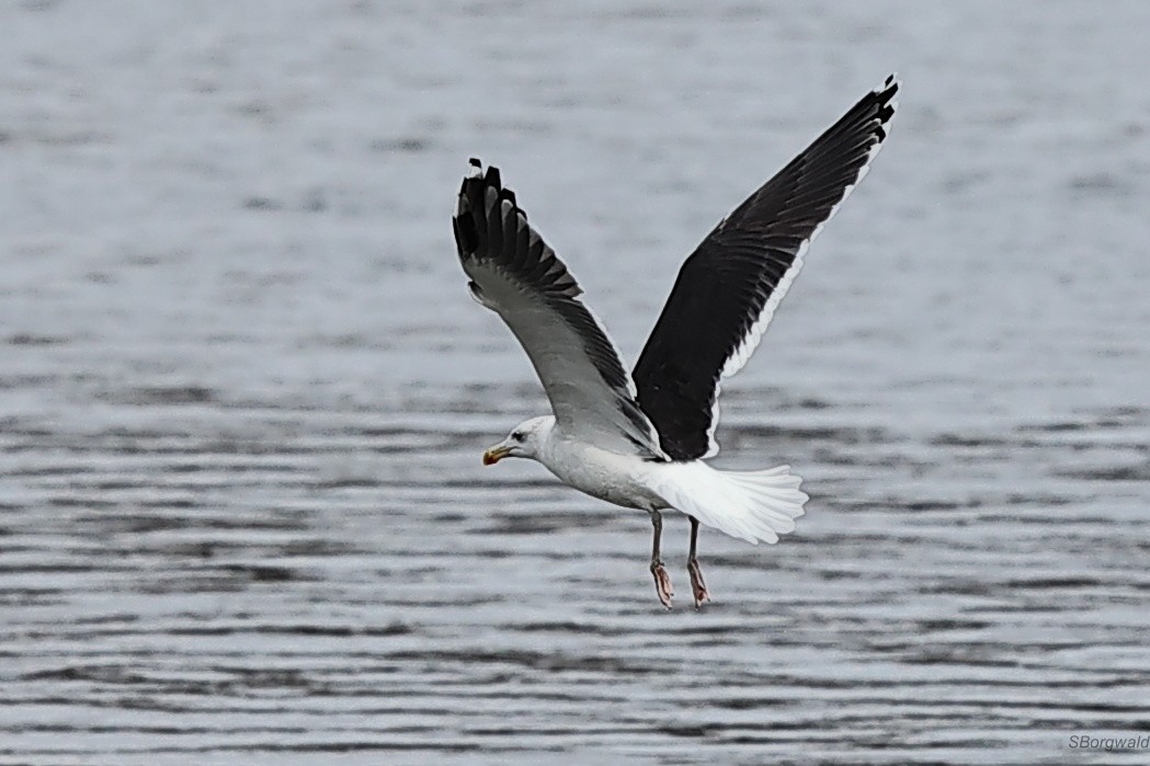 Great Black-backed Gull - ML646092920