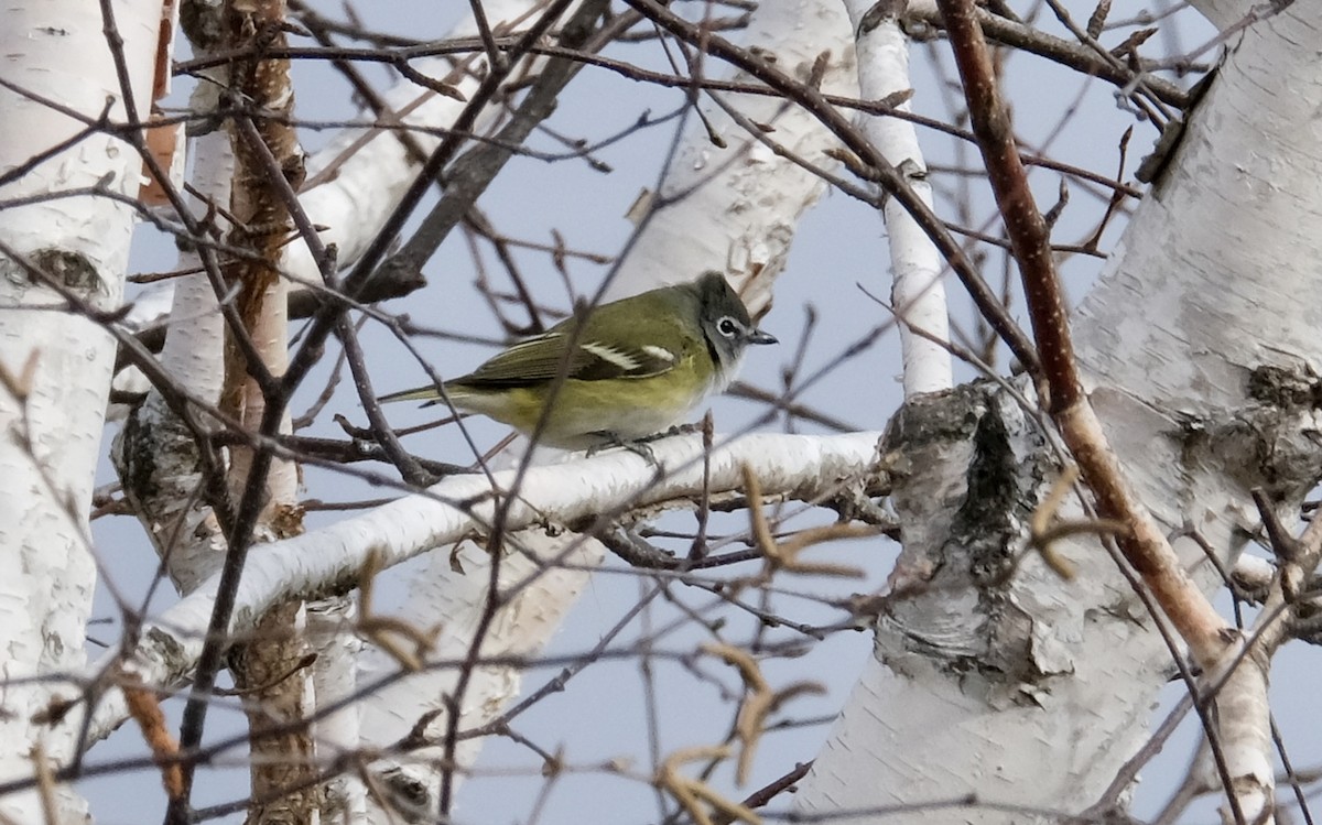 eremittvireo - ML646092922