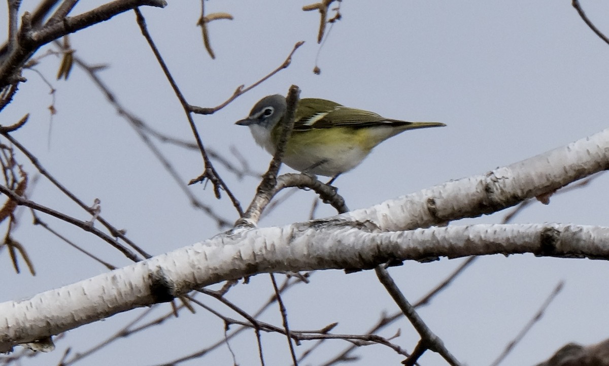 eremittvireo - ML646092923
