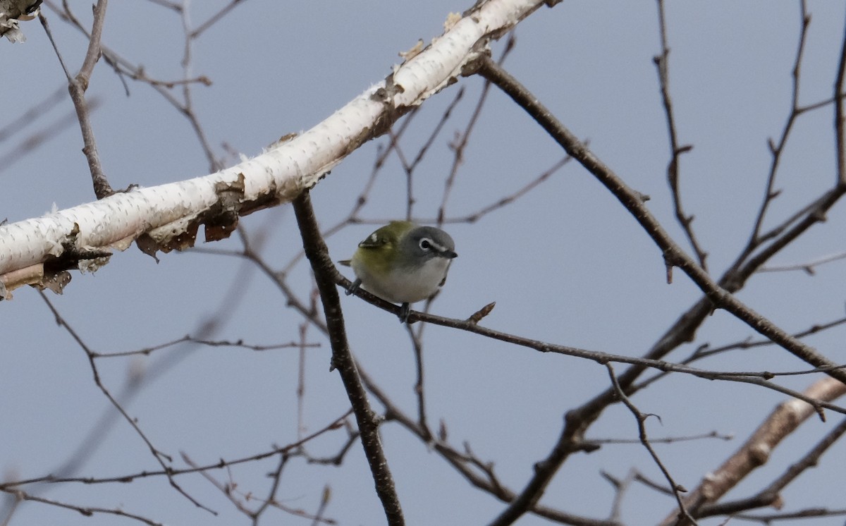 eremittvireo - ML646092924