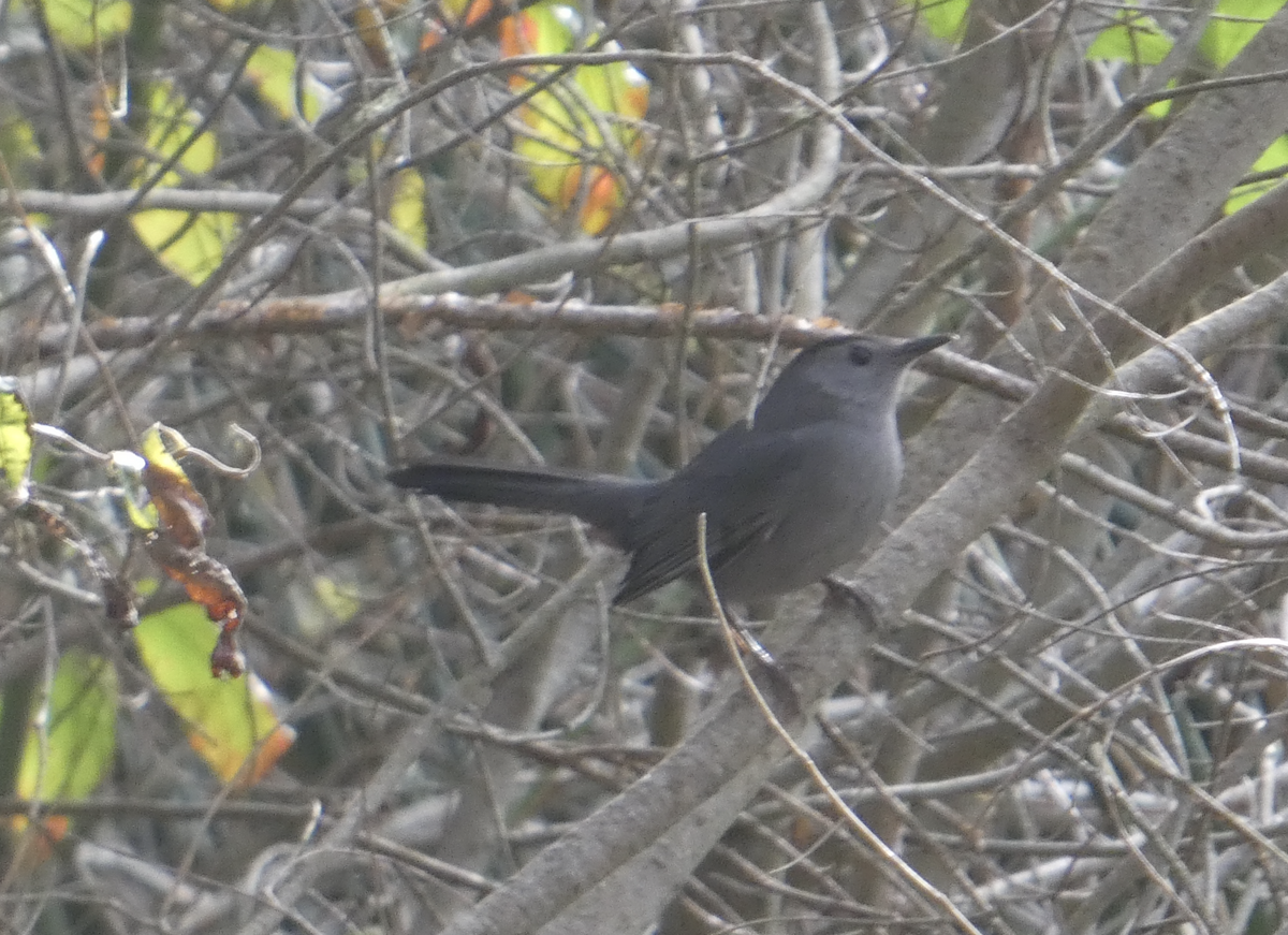 Gray Catbird - ML646092930
