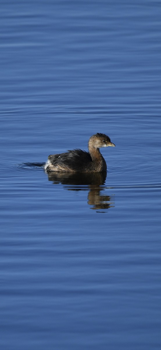Pied-billed Grebe - ML646092931