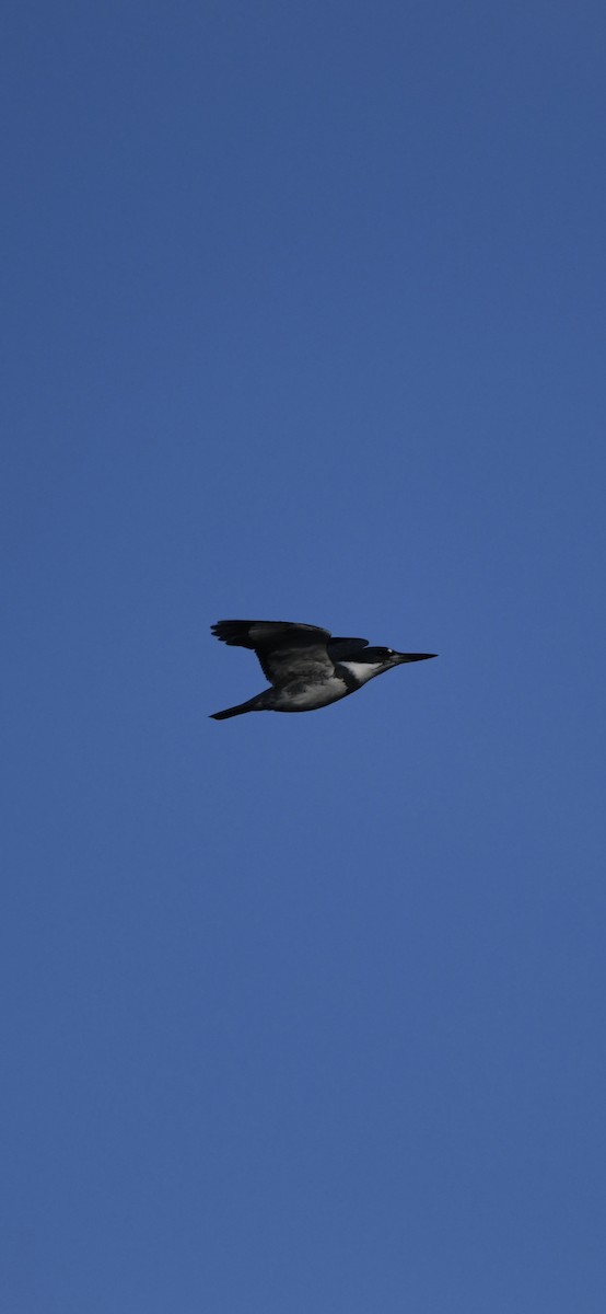 Belted Kingfisher - ML646092938