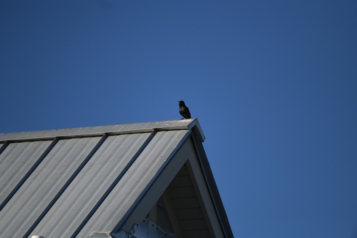 European Starling - ML646092948