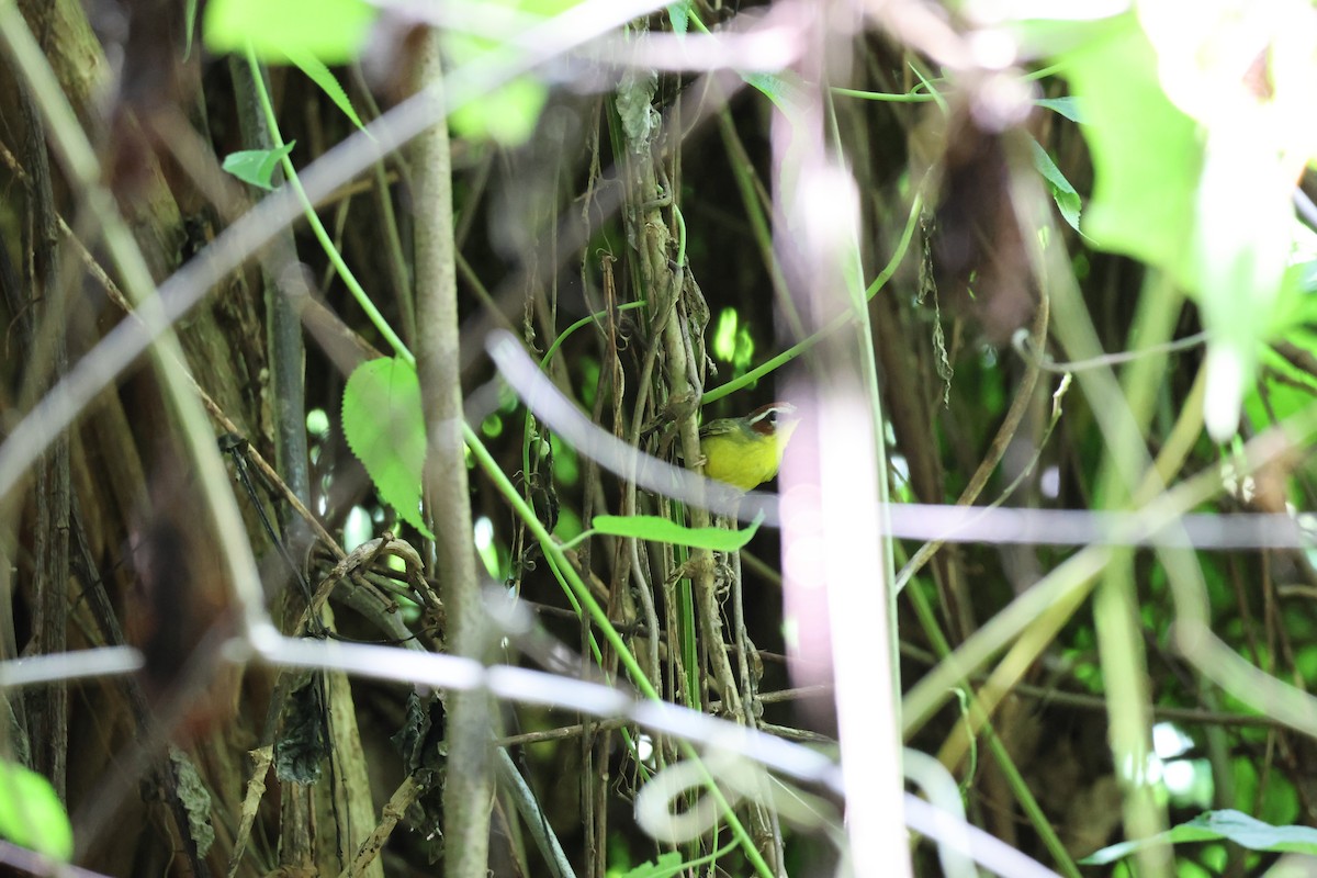 Paruline de Delattre - ML646092954