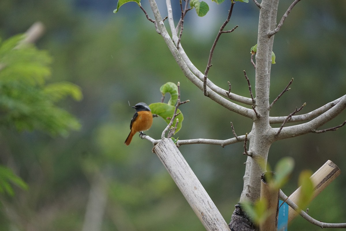 חכלילית סיבירית - ML646092957