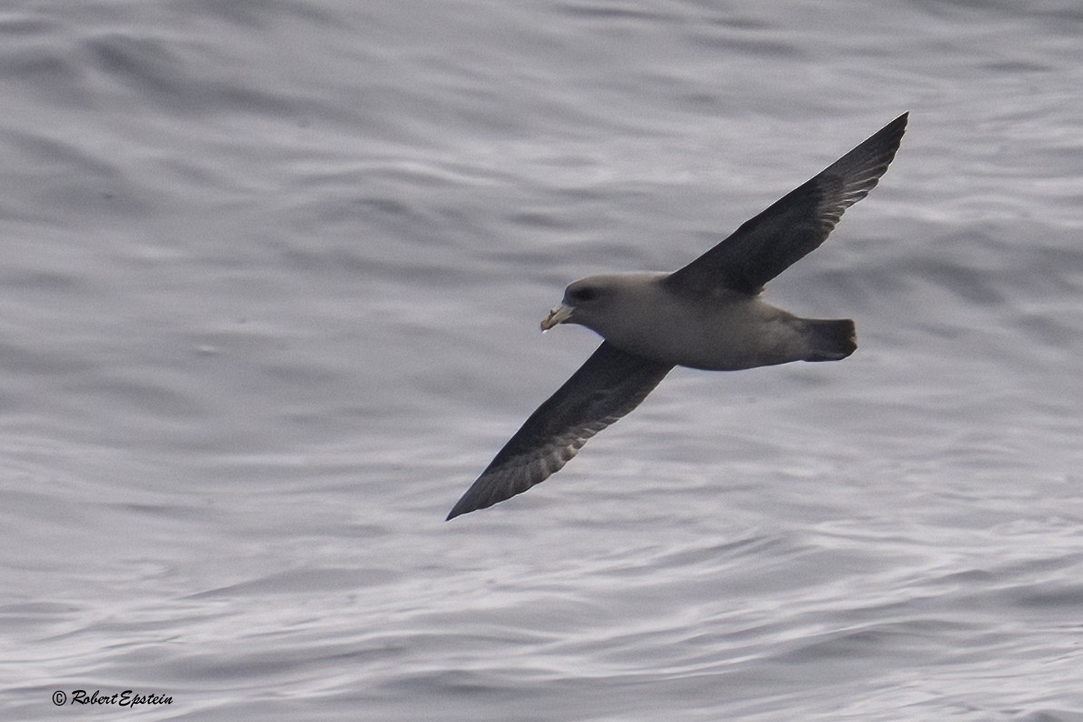 Northern Fulmar - ML646092960