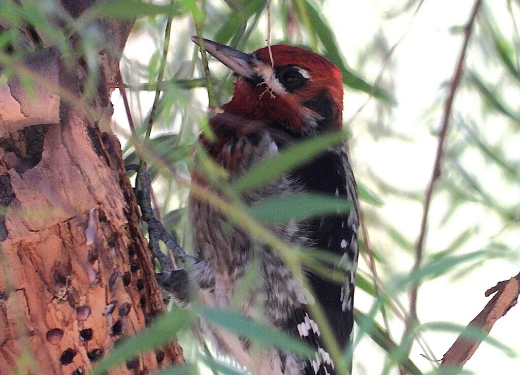 datel červenoprsý - ML646092961